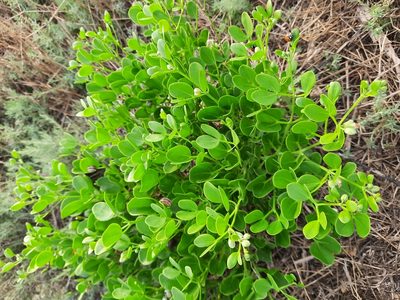 Zygophyllum fabago, photographed by Виктория Билоус
