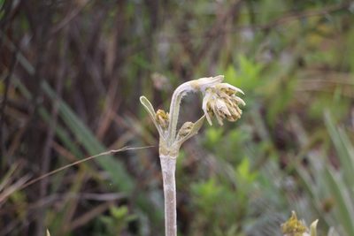 Espeletia boyacensis, photographed by Andrés Ramírez-Barrera