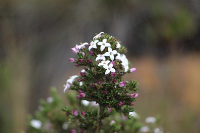 Arcytophyllum nitidum, photographed by Andrés Ramírez-Barrera