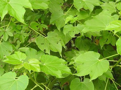 Jatropha curcas, photographed by Raja bandi