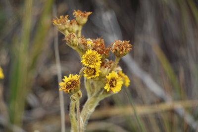 Espeletia muiska, photographed by Andrés Ramírez-Barrera