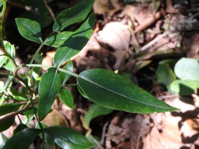 Chrysojasminum odoratissimum, photographed by Daniel Cahen