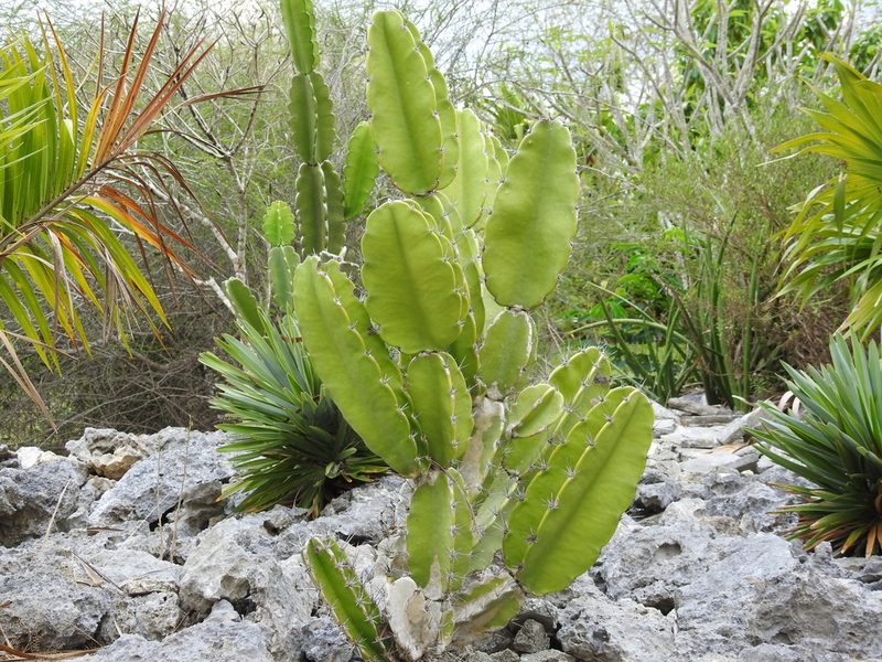 Leptocereus nudiflorus, photographed by amantedarmanin