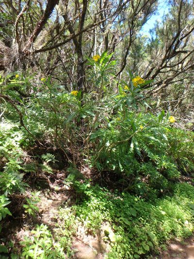 Sonchus congestus, photographed by Daniel Cahen