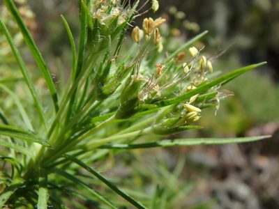 Plantago arborescens, photographed by Daniel Cahen