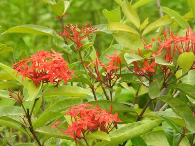 Ixora coccinea, photographed by Raja bandi