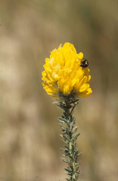 Aspalathus acocksii, photographed by Tom Lloyd Evans