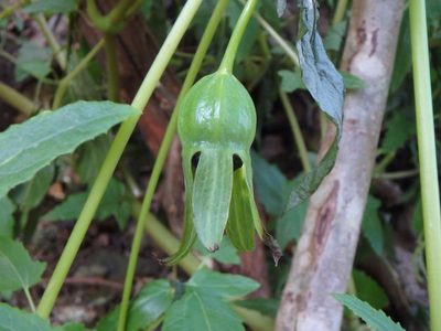 Canarina canariensis, photographed by Daniel Cahen