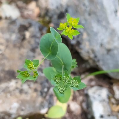 Bupleurum rotundifolium, photographed by Алексей Ябс
