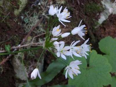 Allium canariense, photographed by Daniel Cahen