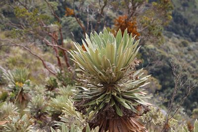 Espeletia guacharaca, photographed by Andrés Ramírez-Barrera