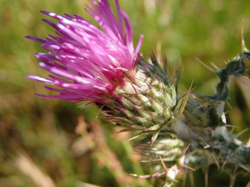 Carduus carpetanus, photographed by Carminda Santos
