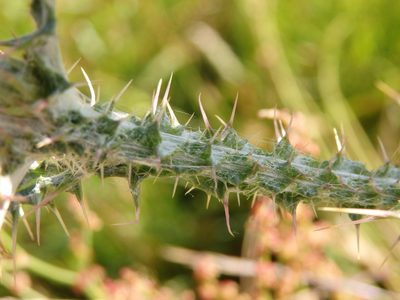 Carduus carpetanus, photographed by Carminda Santos
