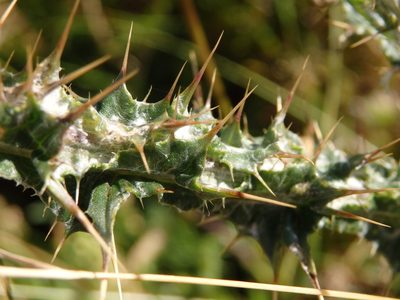 Carduus carpetanus, photographed by Carminda Santos