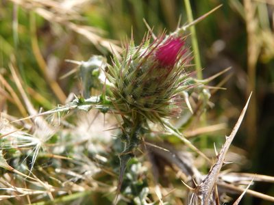 Carduus carpetanus, photographed by Carminda Santos