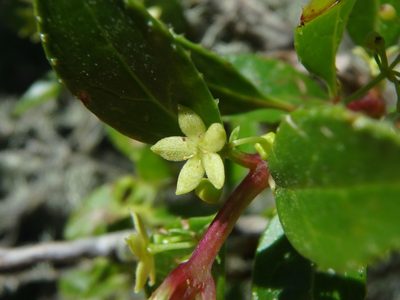 Rubia fruticosa, photographed by Daniel Cahen