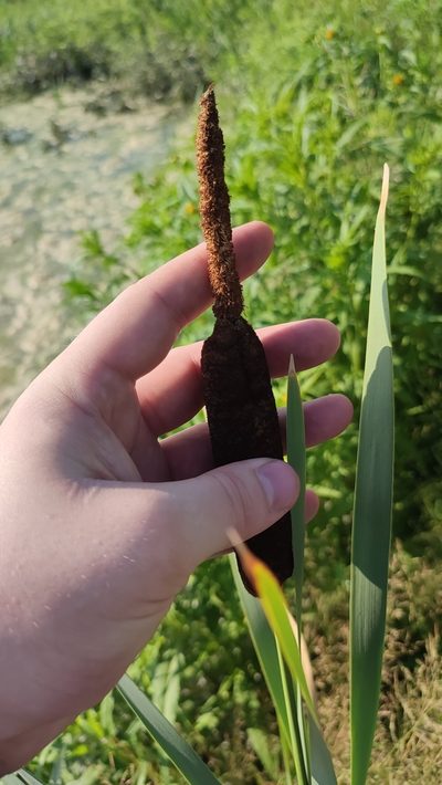 Typha incana, photographed by Yurii Basov