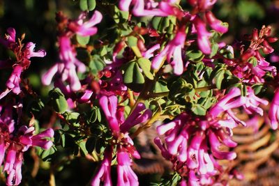 Hypocalyptus oxalidifolius, photographed by Di Turner