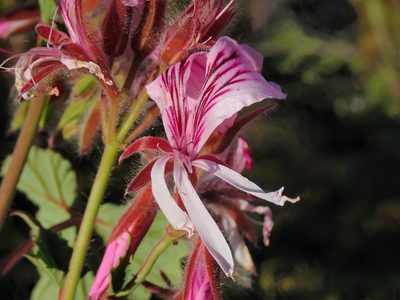 Pelargonium cordifolium, photographed by Di Turner