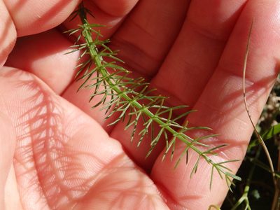 Trocdaris verticillata, photographed by Carminda Santos