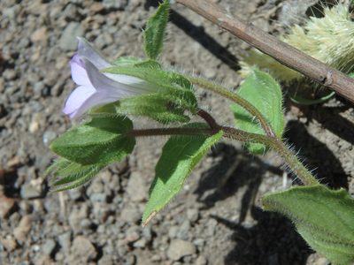 Campanula occidentalis, photographed by Daniel Cahen