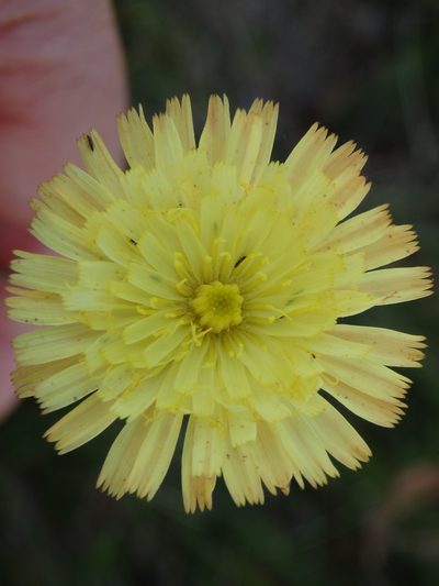 Pilosella pseudopilosella, photographed by Carminda Santos