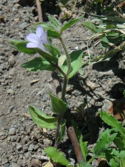 Campanula occidentalis, photographed by Daniel Cahen