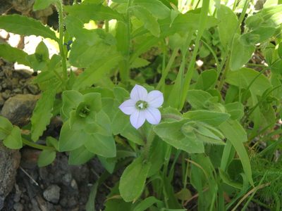 Campanula occidentalis, photographed by Daniel Cahen