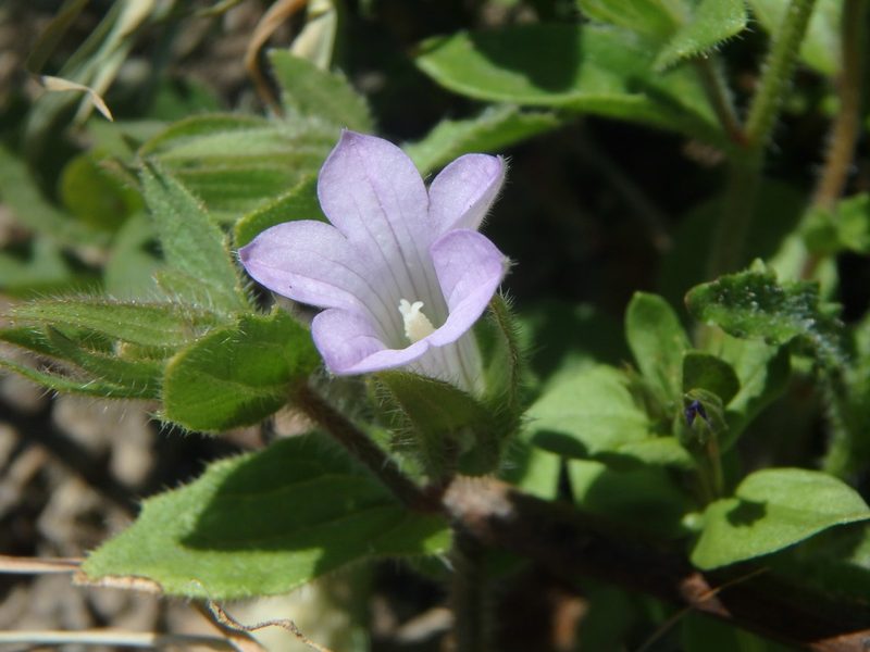 Campanula occidentalis, photographed by Daniel Cahen