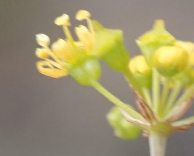 Chamarea capensis, photographed by Nicola van Berkel