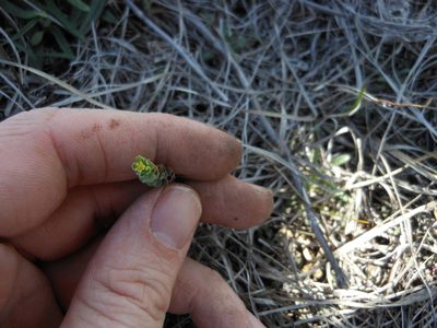 Euphorbia longicruris, photographed by Sam Kieschnick