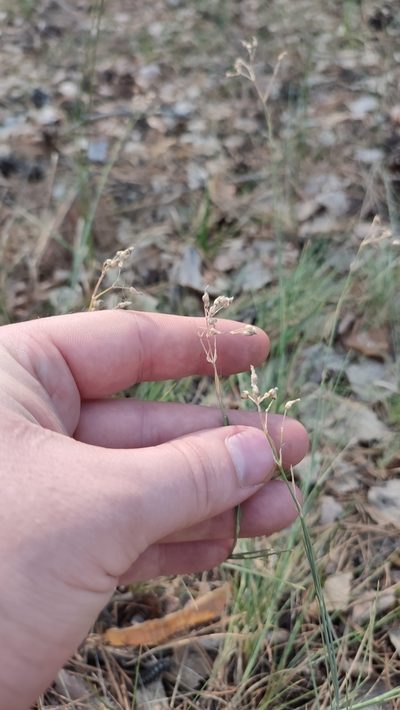 Eremogone saxatilis, photographed by Yurii Basov