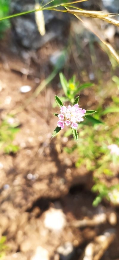 Lomelosia micrantha, photographed by Алексей Ябс
