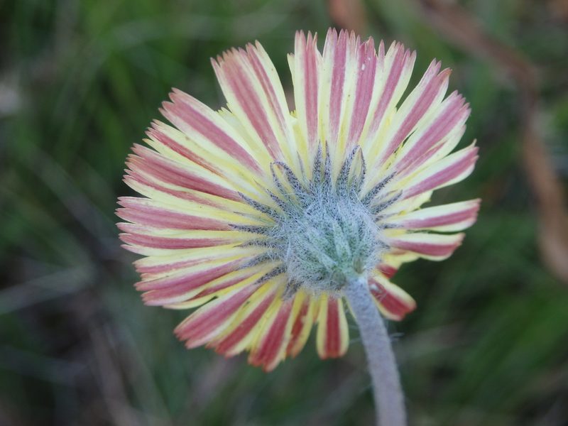 Pilosella pseudopilosella, photographed by Carminda Santos