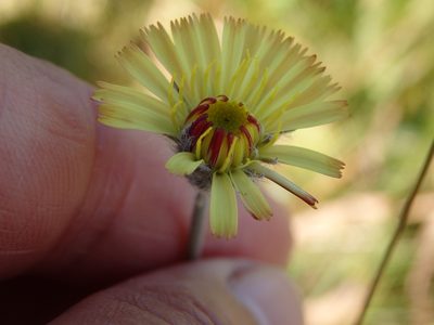 Pilosella pseudopilosella, photographed by Carminda Santos