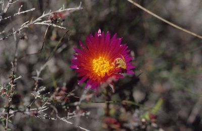 Lampranthus fergusoniae, photographed by Tom Lloyd Evans