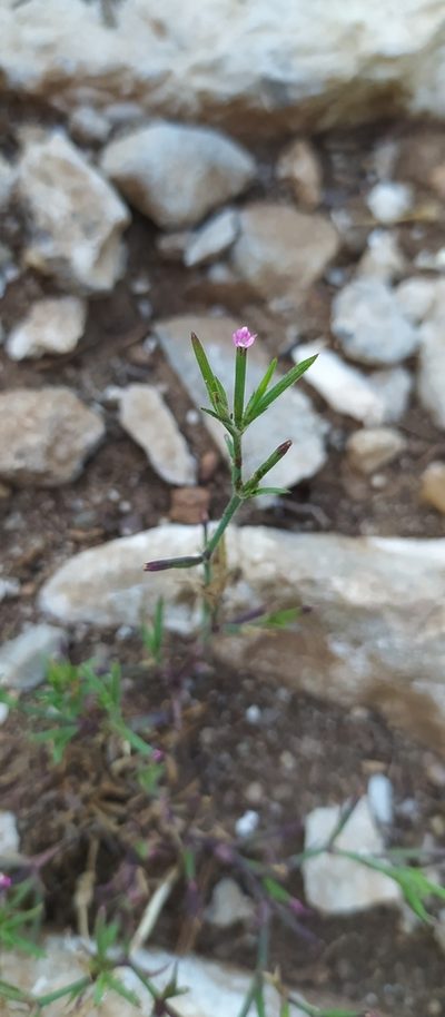 Dianthus nudiflorus, photographed by Алексей Ябс