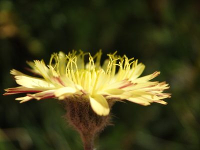 Pilosella pseudopilosella, photographed by Carminda Santos