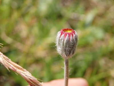 Pilosella pseudopilosella, photographed by Carminda Santos