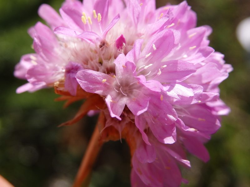 Armeria beirana, photographed by Carminda Santos