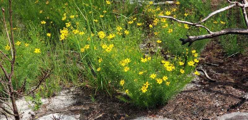 Coreopsis pulchra, photographed by Stephan Eselgroth