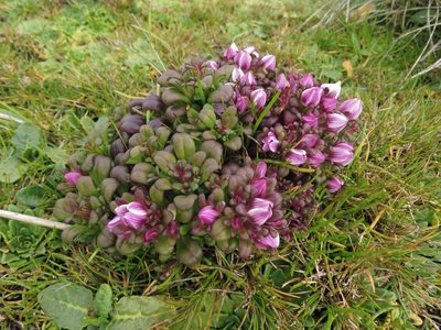 Gentianella cerina, photographed by janicelord