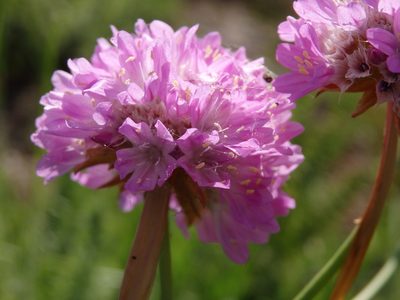 Armeria beirana, photographed by Carminda Santos