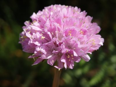 Armeria beirana, photographed by Carminda Santos