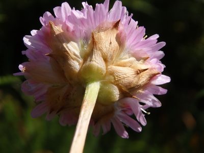Armeria beirana, photographed by Carminda Santos