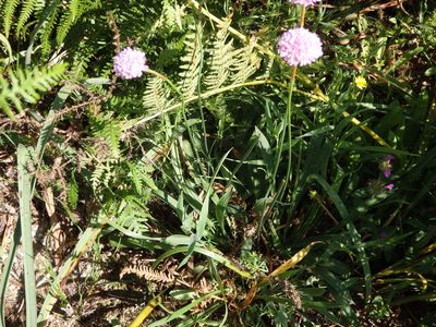 Armeria beirana, photographed by Carminda Santos