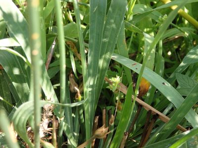 Armeria beirana, photographed by Carminda Santos