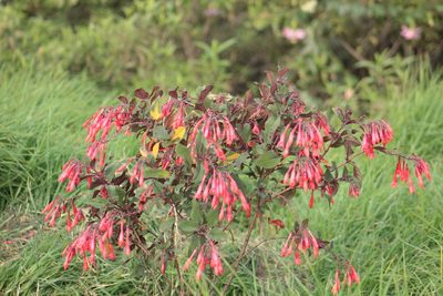 Fuchsia triphylla, photographed by GERMAN LEONEL SARMIENTO CRUZ