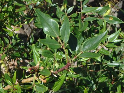 Chrysojasminum odoratissimum, photographed by Daniel Cahen