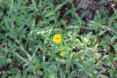 Sphagneticola calendulacea, photographed by Agnes Trekker